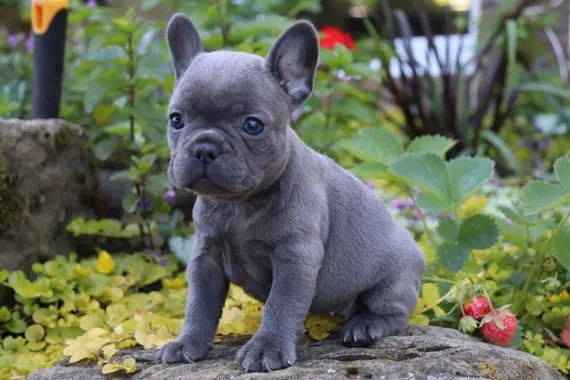 Bouledogue français bleu - le bon chien pour vous ? - BouleDog - bouldogue-francais.fr