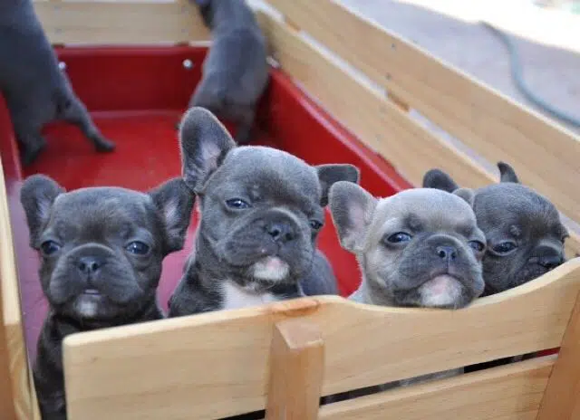 Bouledogue français bleu - le bon chien pour vous ? - BouleDog - bouldogue-francais.fr