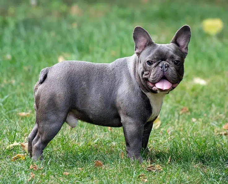 Bouledogue français bleu - le bon chien pour vous ? - BouleDog - bouldogue-francais.fr