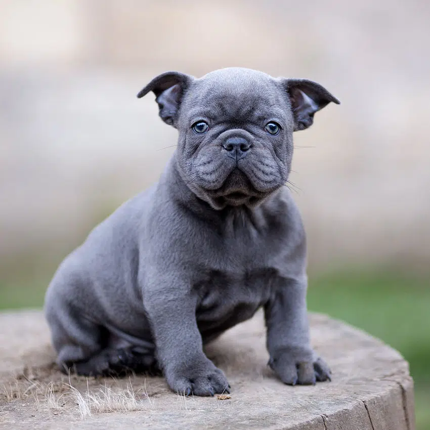 Bouledogue français bleu - le bon chien pour vous ? - BouleDog - bouldogue-francais.fr