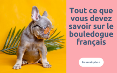 Tout ce que vous devez savoir sur le bouledogue français