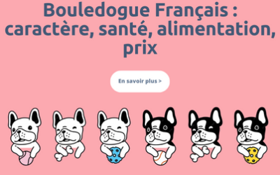 Bouledogue Français : caractère, santé, alimentation, prix