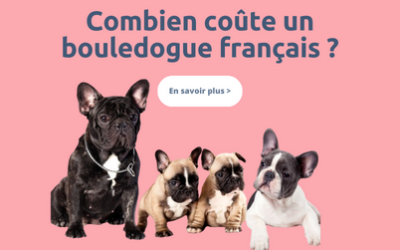 Combien coûte un bouledogue français ?